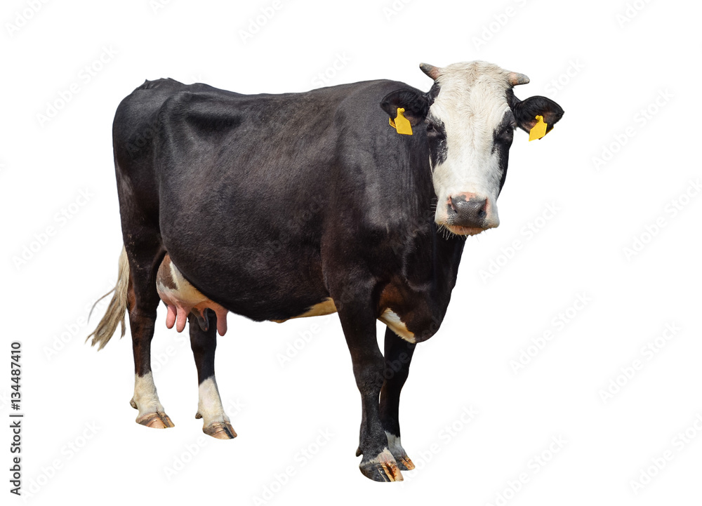 Funny cute cow isolated on white. Black and white cow looking at the camera  . Funny curious