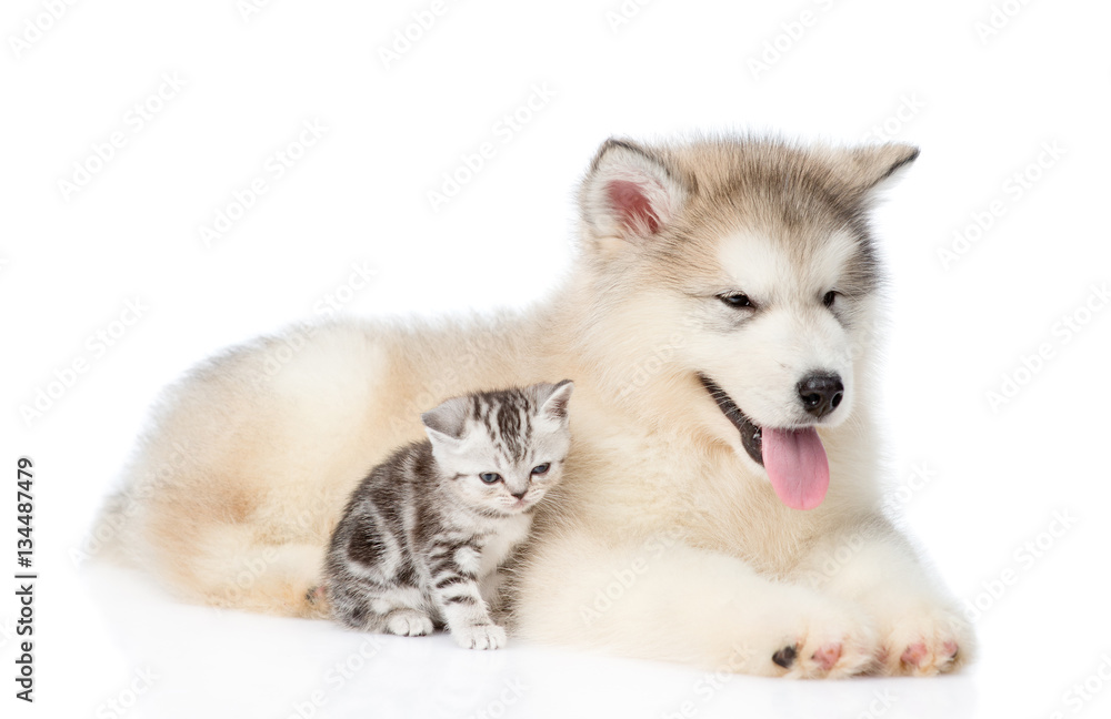 Tabby kitten sitting with Alaskan malamute puppy. isolated on white Tabby kitten sitting with Alaskan malamute puppy. isolated on white