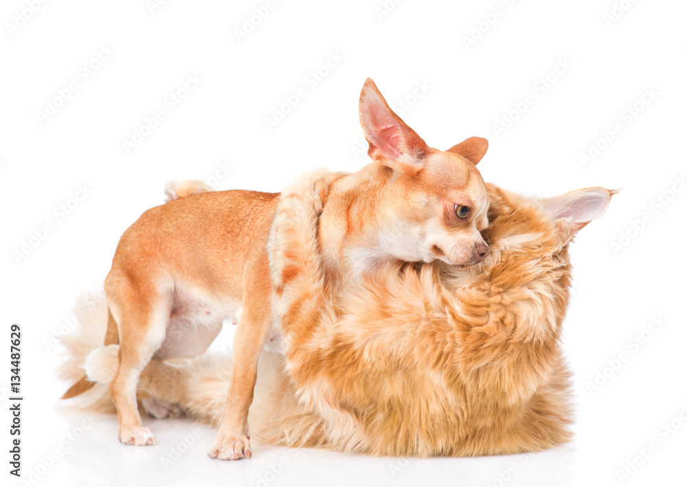 Obraz premium fight cats and dogs. isolated on white background
