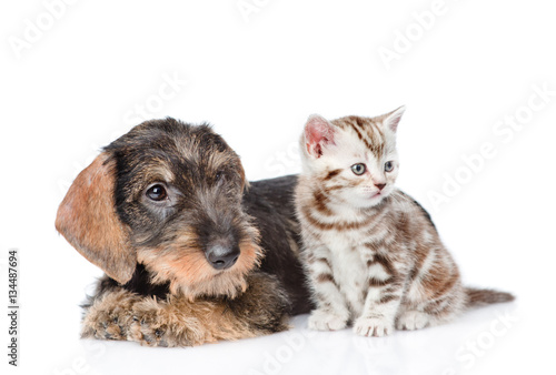 Baby kitten and puppy together. isolated on white background