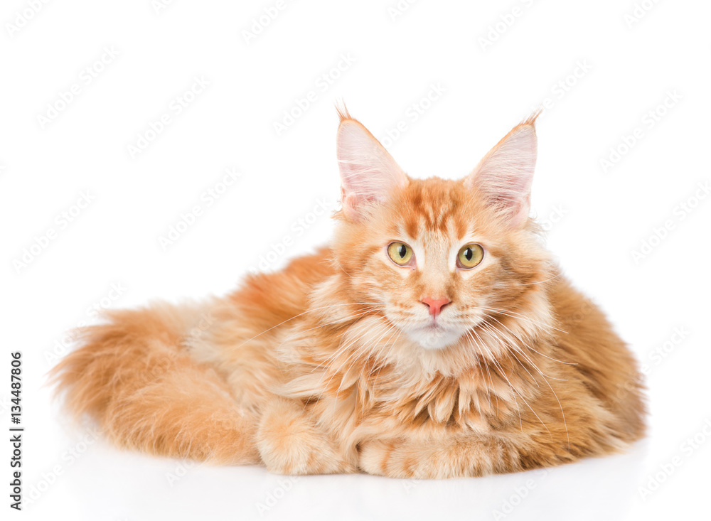 Fat maine coon cat lying in front view. Isolated on white 