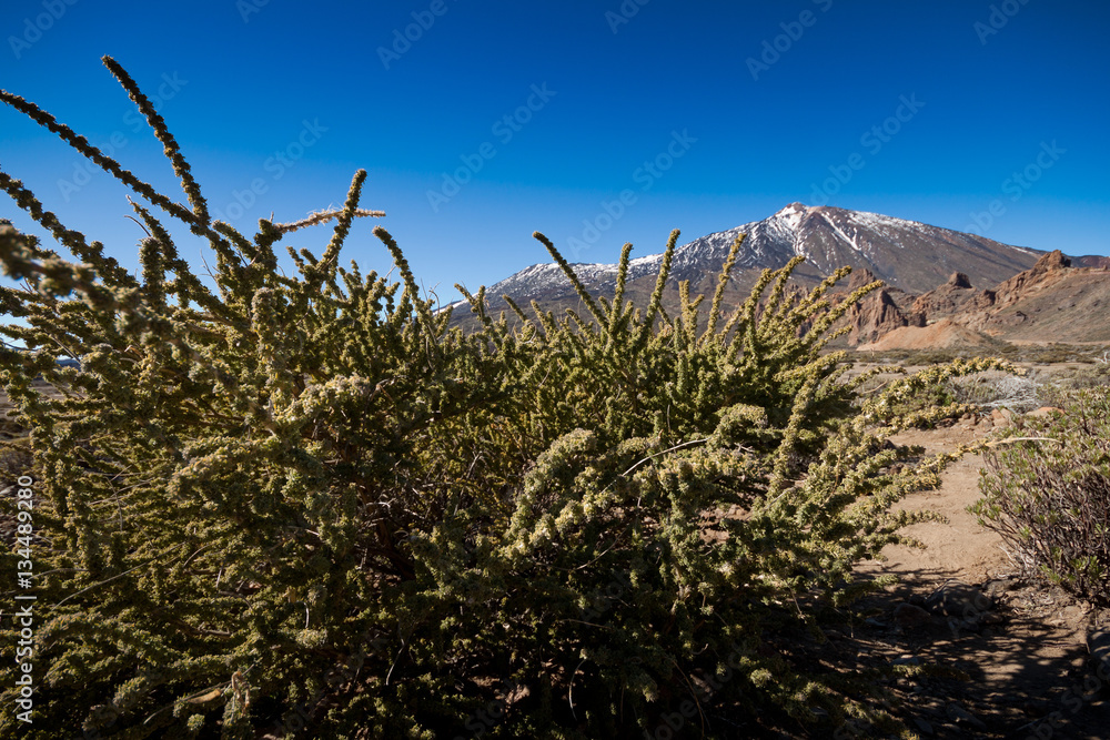 Natural Park of Teide, Tenerife, Canary, Espana