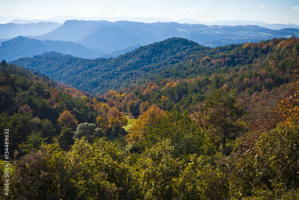 Mountains and autumn forest with oaks and pines between Osona an llucanes.