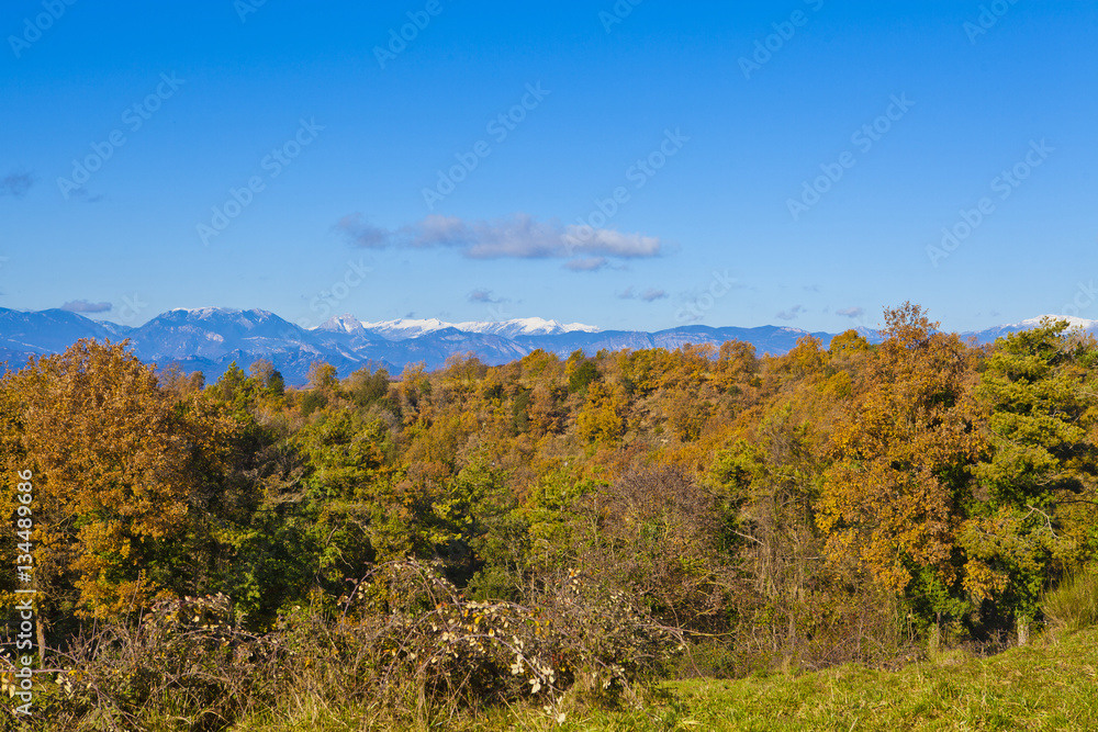 oak and pine forest with a snowed Pyrenean mountains background