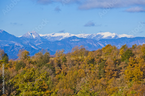 oak and pine forest with a snowed Pyrenean mountains background