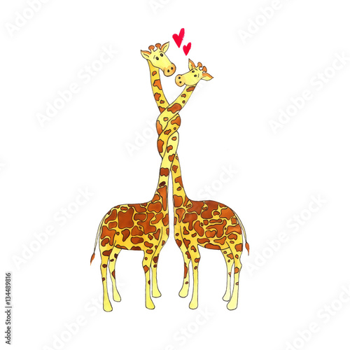 Photography Lovers giraffes