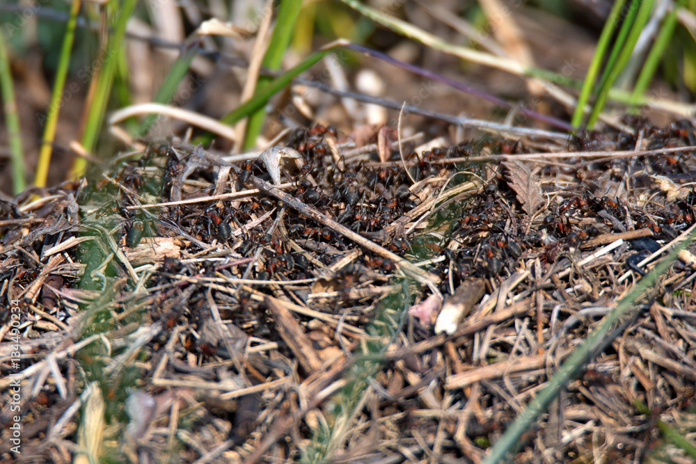 Ants hive in steppe