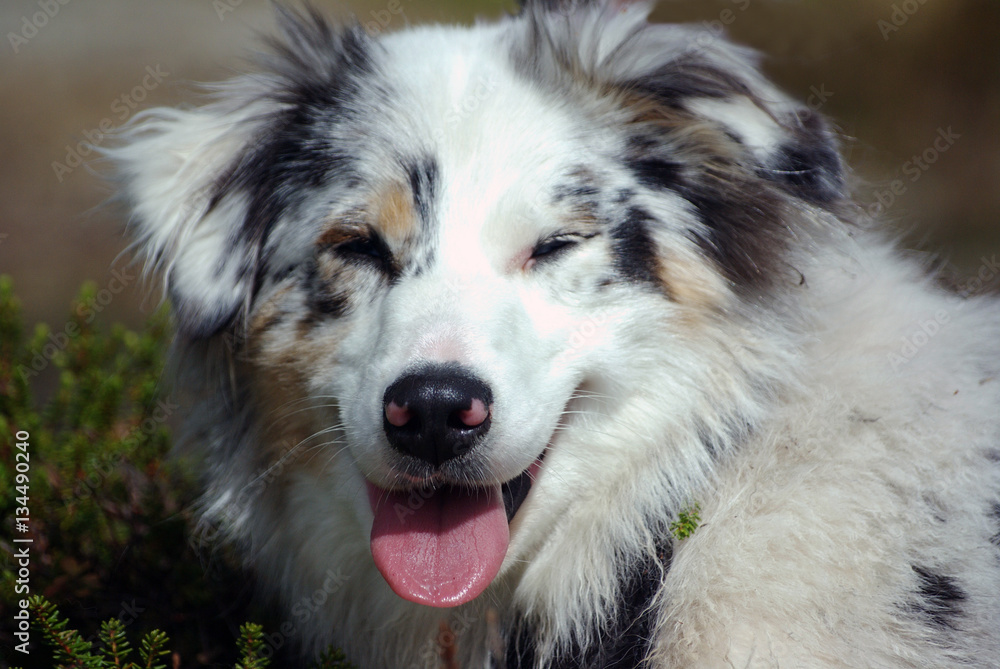Australian Shepard Portrait - schaut in die Kamera Australian Shepard Portrait - schaut in die Kamera