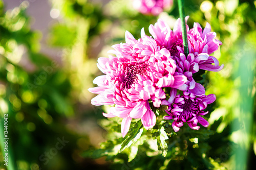 Chrysanthemum large pink flowers. ardening and floriculture concept. grade Milka  photo