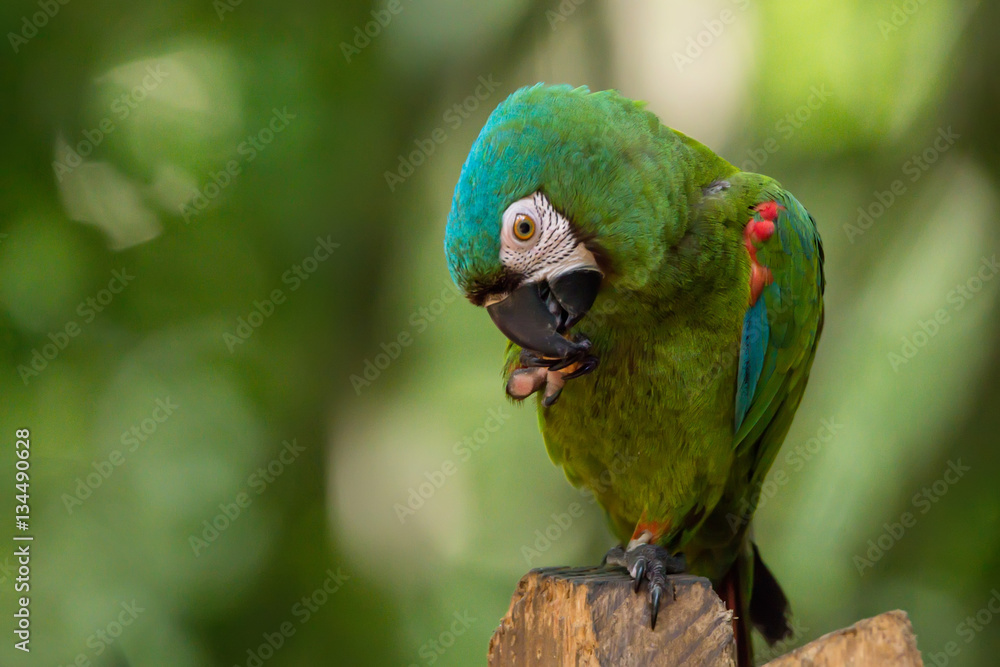 Naklejka premium Chestnut-fronted or severe macaw
