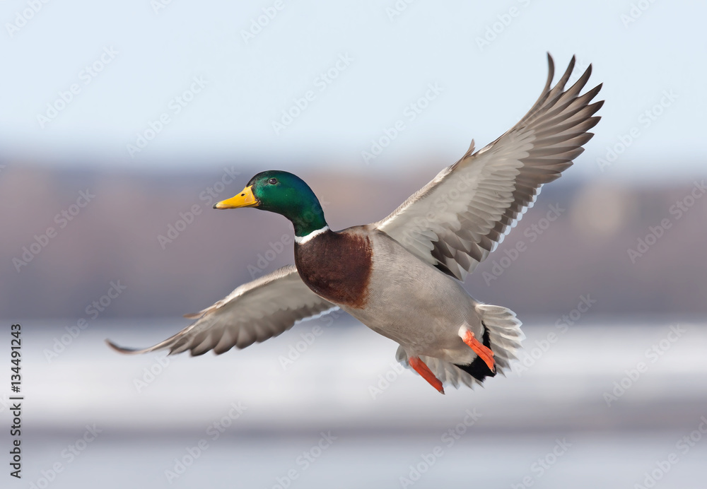 Naklejka premium Male Mallard duck (Anas platyrhynchos) drake in flight isolated against a blue winter sky in winter in Canada