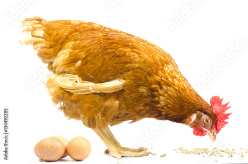 full body of brown chicken hen standing isolated white background use for farm animals and livestock theme photo