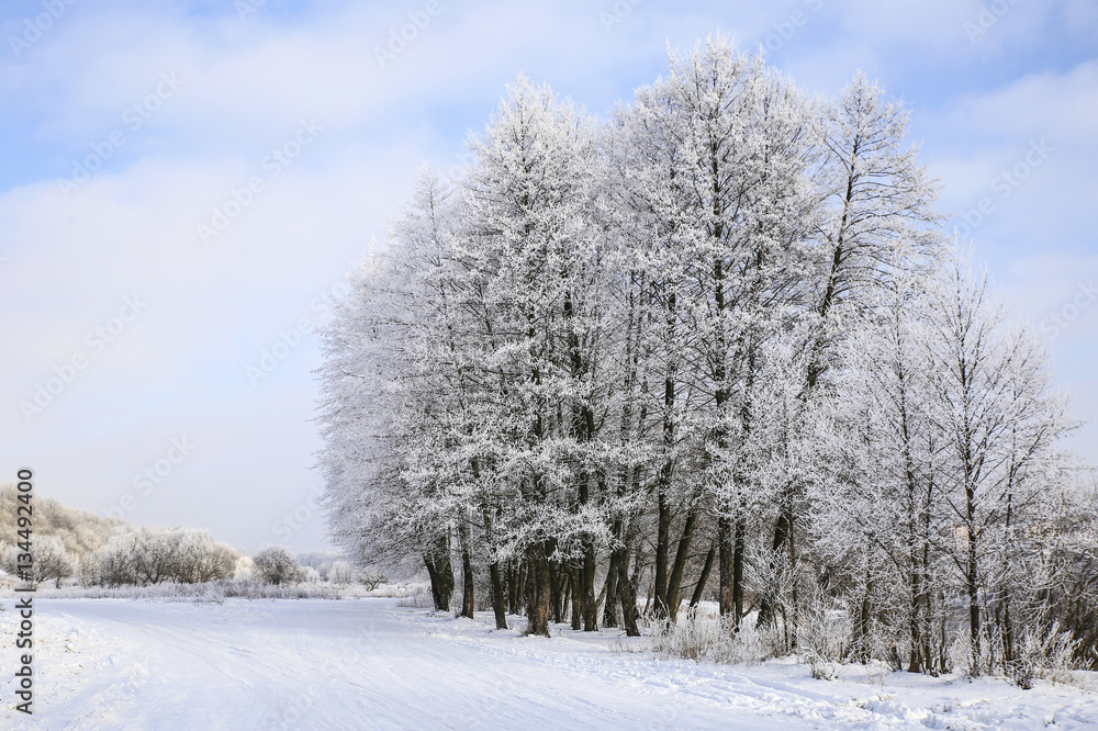 Obraz premium nature in winter