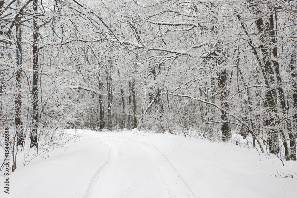 Winter road in deciduous forest Winter road in deciduous forest