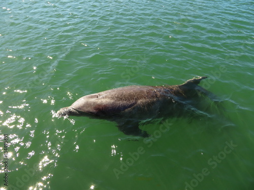 Photography Dolphin