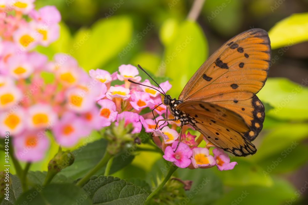 Fototapeta premium Butterfly Tawny Coster (Acraea violae)
