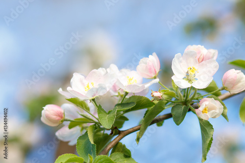 Fototapeta Naklejka Na Ścianę i Meble -  Blossoming apple tree twig with white flowers against blue sky. Spring fruit tree blooming background