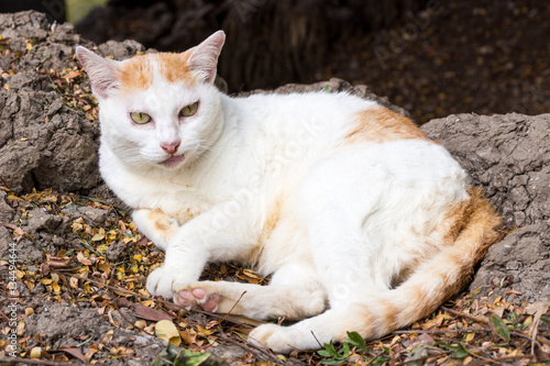 The Sitting White Cat