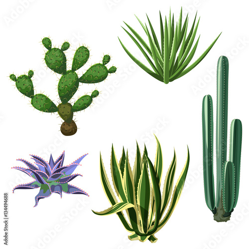 Cactuses and succulents set. Plants of desert
