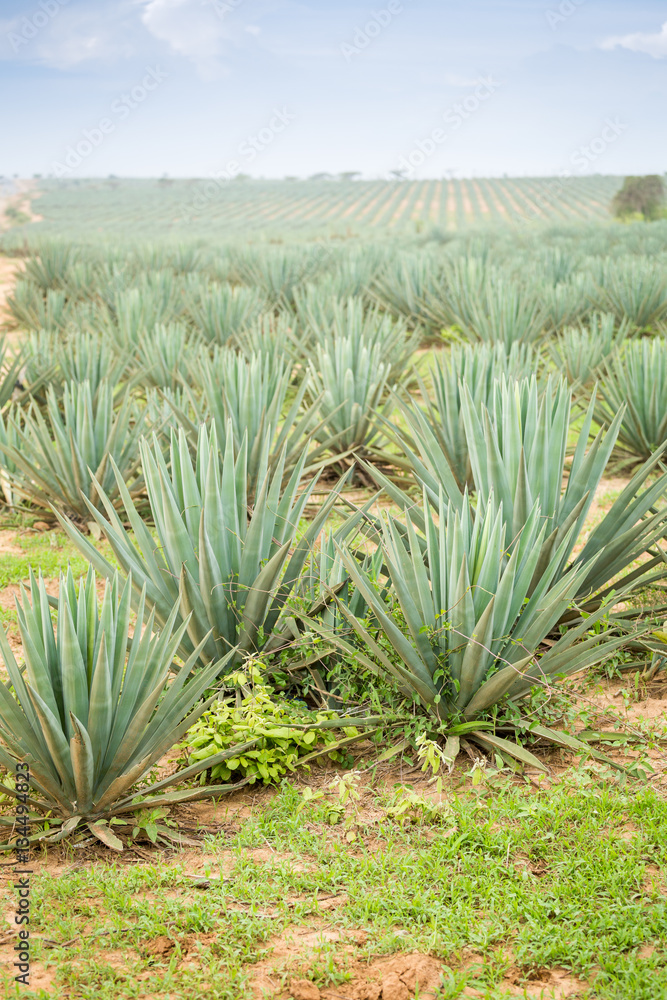Big sisal plantation Big sisal plantation