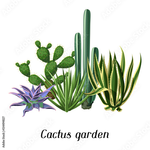 Card with cactuses and succulents set. Plants of desert