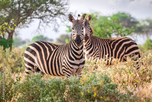 Wild zebras on savanna  Kenya  East Africa