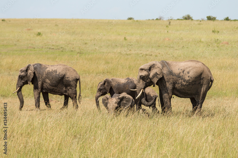 Elephants on the savanna in Masai Mara national park