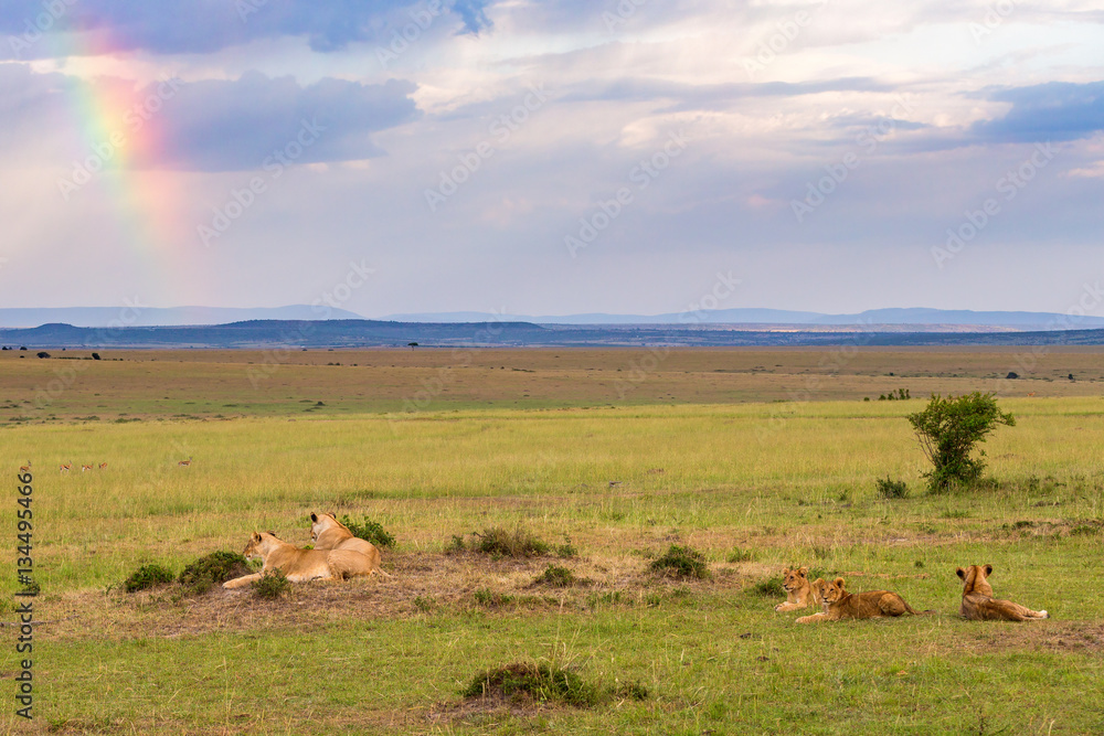 Lion flock in the savanna with a rainbow and rain clouds
