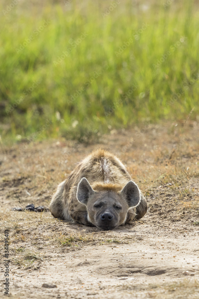 Tired Hyena lying and sleep on the ground Tired Hyena lying and sleep on the ground