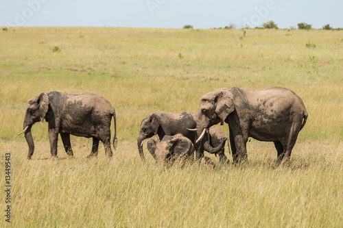 Elephants on the savanna in Masai Mara national park
