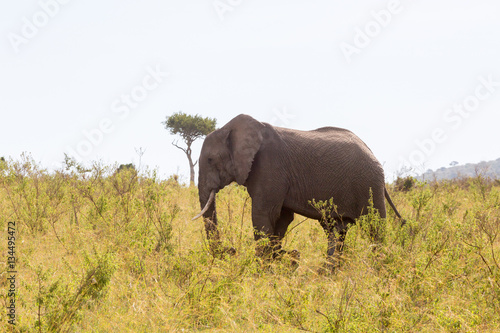 Elephant bull walking on the savannah