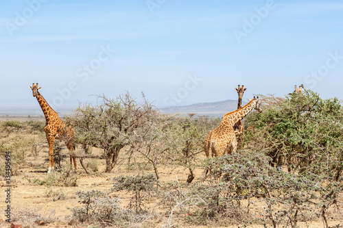 Giraffes standing and eating from thorny bushes on the savanna