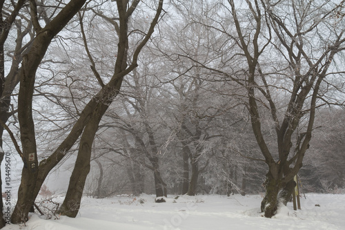 Winter im Sauerland © srffotodesign