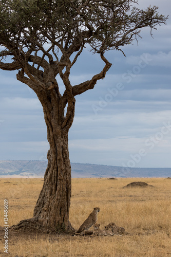 Cheetah family lying in the shade of an Acacia tree. Taken in the Masai Mara Kenya.