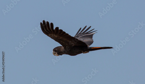 Black cockatoo in flight