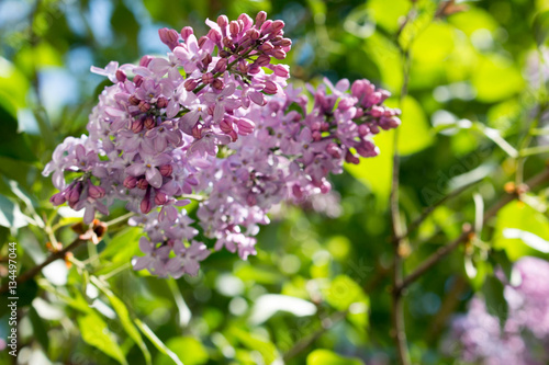 Syringa, close-up. Lilac pictures