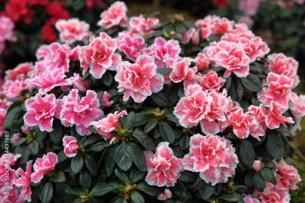 Bright summer flowers Bright summer flowers