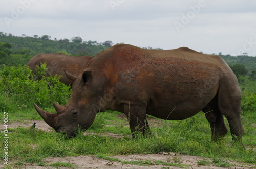 White Rhino