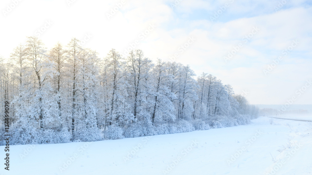 Winter landscape with green fir trees covered with snow and wint