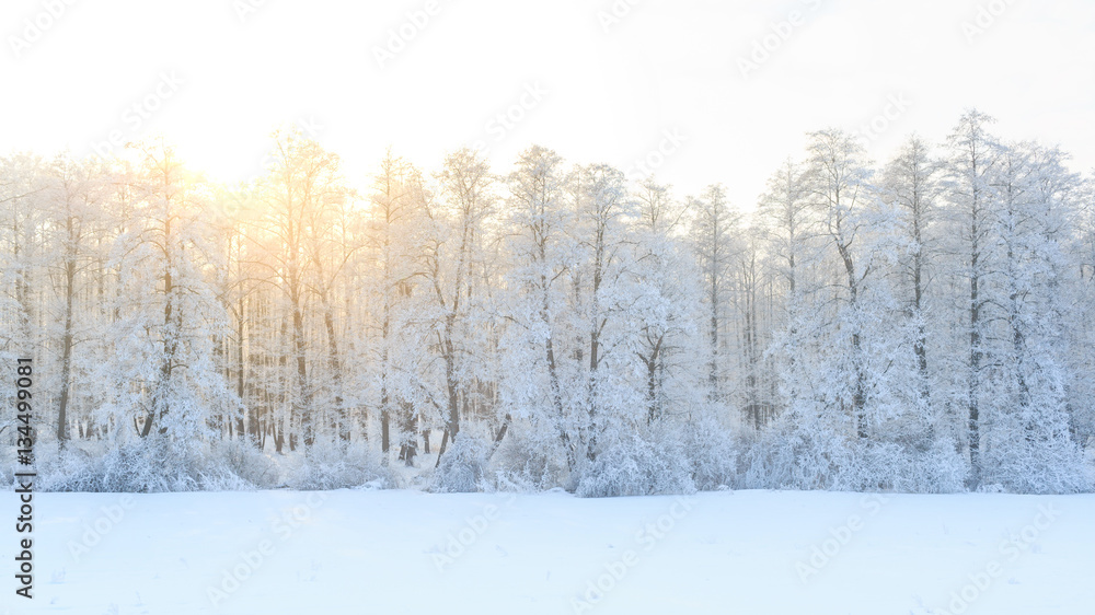 Winter landscape with green fir trees covered with snow and wint