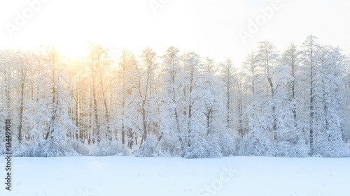 Winter landscape with green fir trees covered with snow and wint