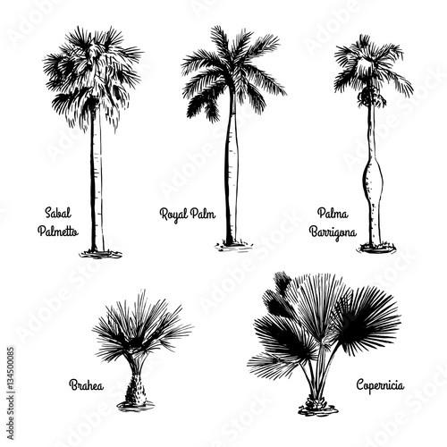 Set of hand drawn tree sketches - Royal Palm, Sabal Palmetto, Palma Barrigona, Brahea, Copernicia. Black silhouettes isolated on white background. Tropical flora. Vector illustration.