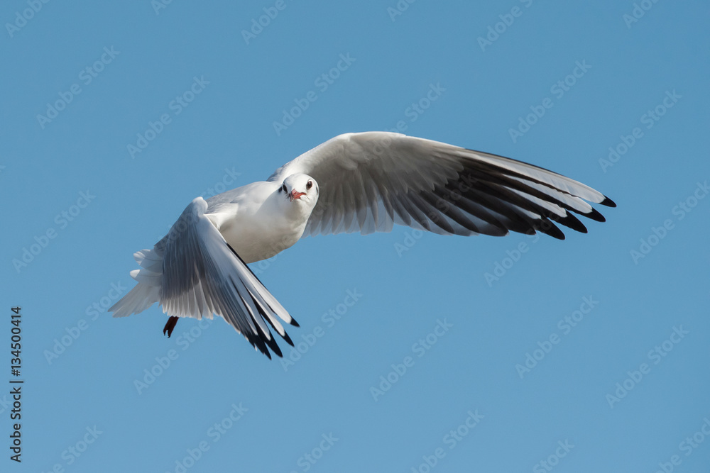 Black-headed Gull, Chroicocephalus ridibundus Black-headed Gull, Chroicocephalus ridibundus