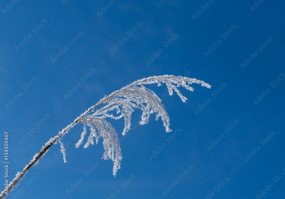 Schilf mit Haarfrost