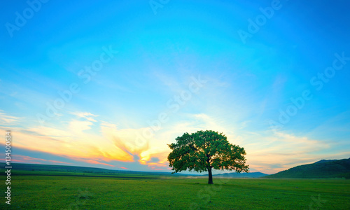 lonely tree on field at dawn in summer