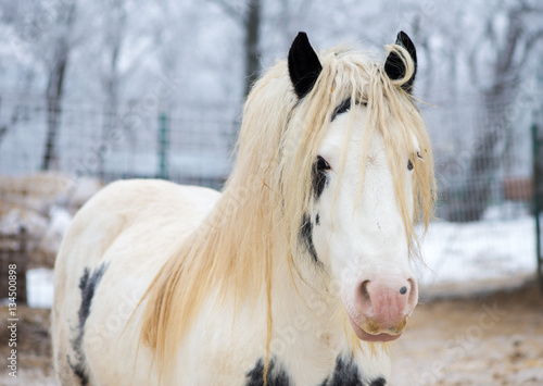 Fototapeta Naklejka Na Ścianę i Meble -  White gypsy horse