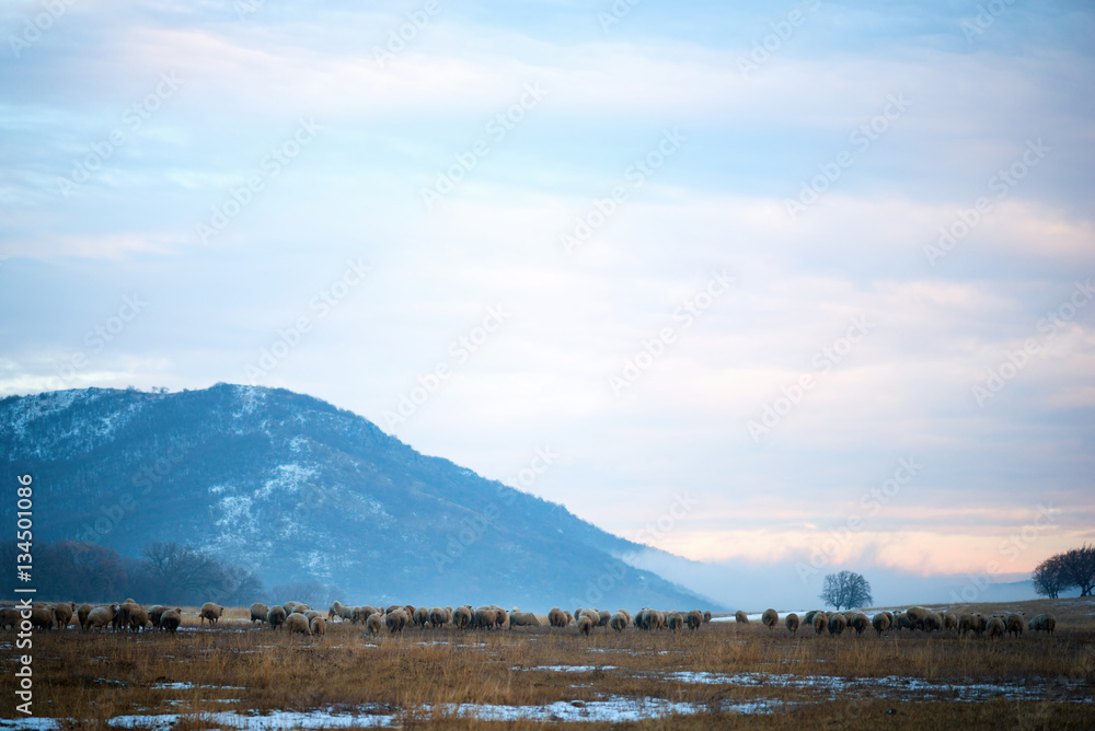 Sheep in snow covered Dutch countryside during a winter sunset. Sheep in snow covered Dutch countryside during a winter sunset.