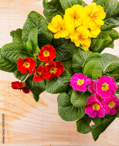 Flowers primula hethor on a table photo