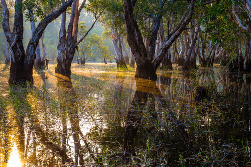 a swamp forest in eastern thailand,which have a lot of paper bark tree