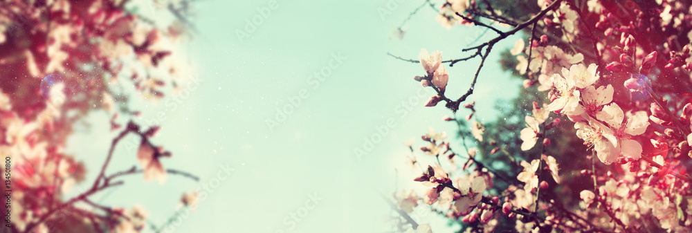 Fototapeta premium Abstract banner background of cherry tree